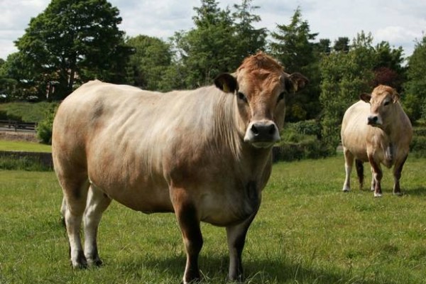 AUBRAC CATTLE - Gonçalves & Tortola S.A | GTFoods