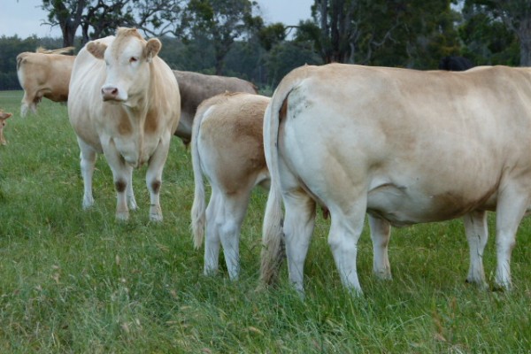 BLONDE D'AQUITAINE CATTLE - Gonçalves & Tortola S.A | GTFoods