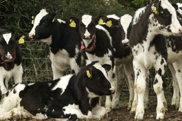 CALVES - Gonçalves & Tortola S.A | GTFoods