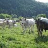 GASCON CATTLE - Gonçalves & Tortola S.A | GTFoods