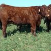 SALERS CATTLE - Gonçalves & Tortola S.A | GTFoods